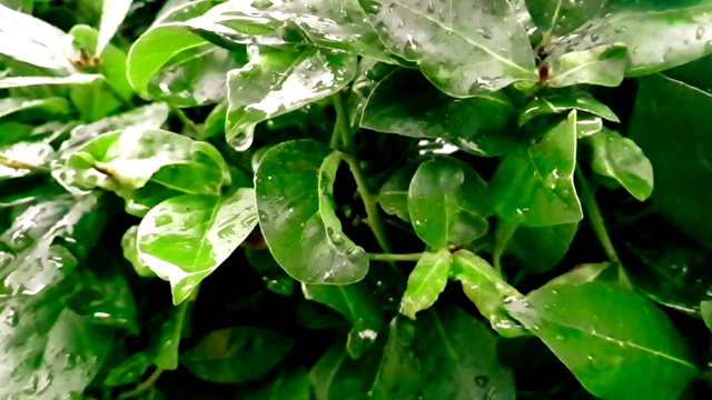 细枝末节的绿叶和湿漉漉的雨点，缓缓落下视频素材画面1