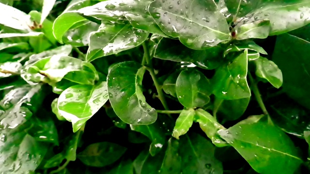 细枝末节的绿叶和湿漉漉的雨点，缓缓落下视频素材画面2