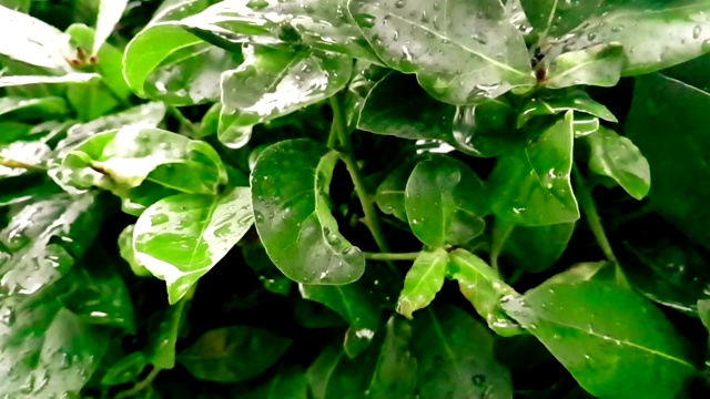 细枝末节的绿叶和湿漉漉的雨点，缓缓落下视频素材画面3