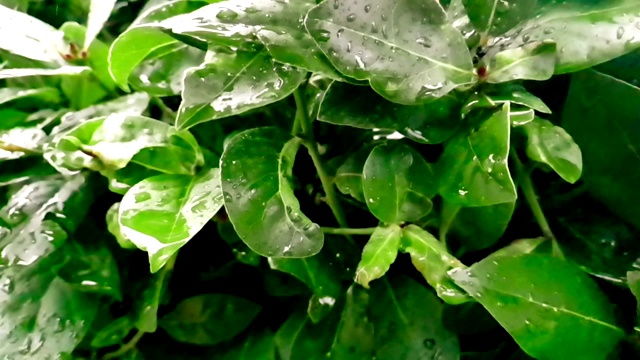 细枝末节的绿叶和湿漉漉的雨点，缓缓落下视频素材画面4