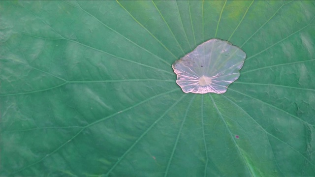 慢镜头水滴在荷叶上视频素材