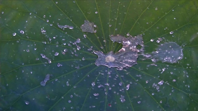 慢镜头水滴在荷叶上视频素材