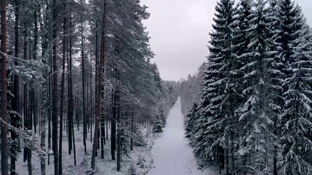 爱沙尼亚雪地森林的鸟瞰图视频素材