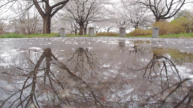 日本的樱花视频素材画面1