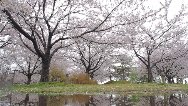日本的樱花视频素材画面1