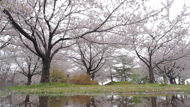 日本的樱花视频素材画面2