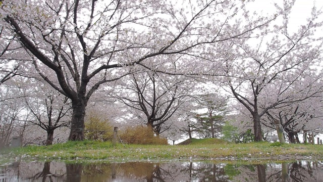 日本的樱花视频素材画面3