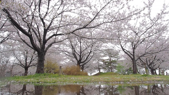 日本的樱花视频素材画面4