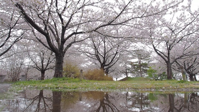 日本的樱花视频素材画面2