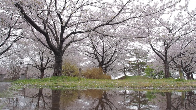 日本的樱花视频素材画面4