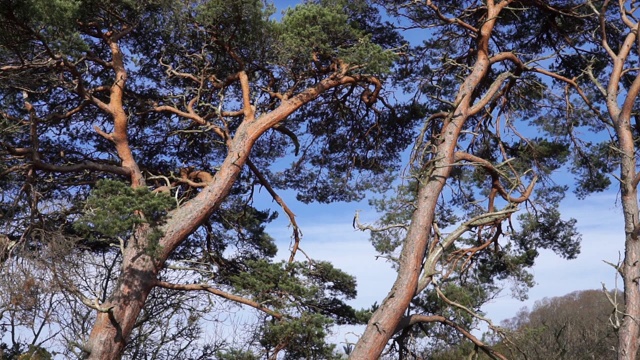 苏格兰松(Pinus sylvestris)苏格兰的国家树种视频素材