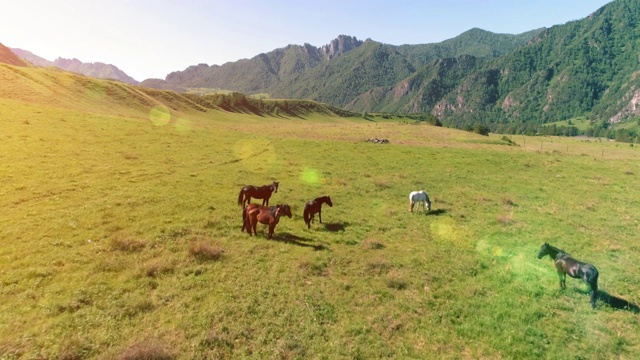 飞过草地上的野马群。春天山野自然。自由生态概念视频素材