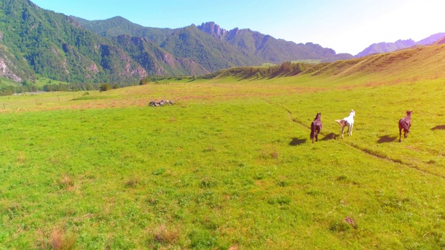 飞过草地上的野马群。春天山野自然。自由生态概念视频素材