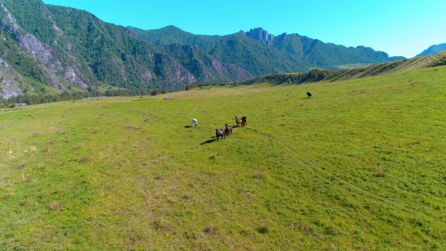 飞过草地上的野马群。春天山野自然。自由生态概念视频素材