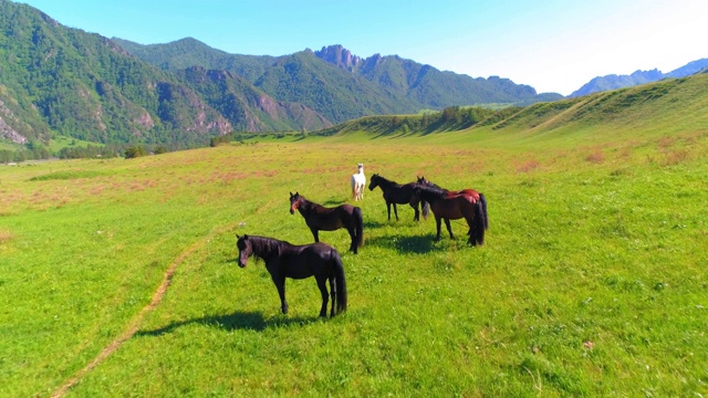 飞过草地上的野马群。春天山野自然。自由生态概念视频素材