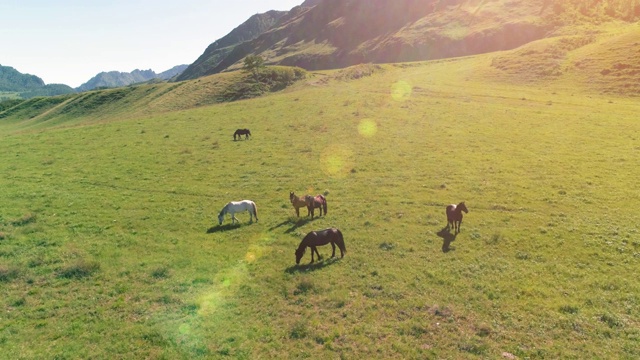 飞过草地上的野马群。春天山野自然。自由生态概念视频素材