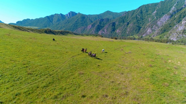 飞过草地上的野马群。春天山野自然。自由生态概念视频素材