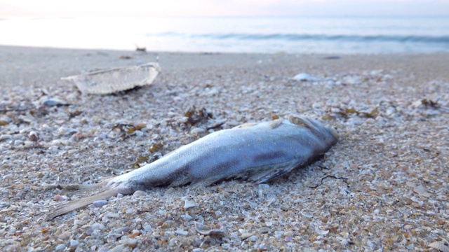 死鱼弄脏了海岸，海洋污染概念视频素材