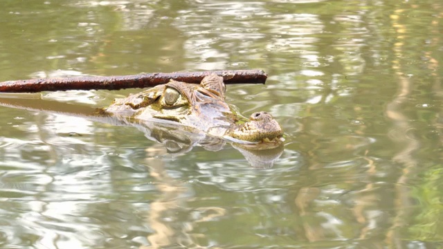 小凯门鳄在泻湖里视频素材