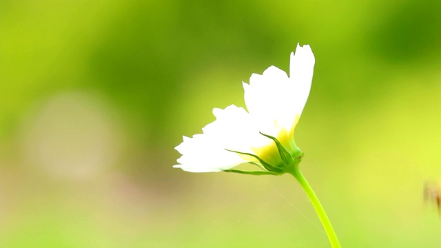 田野里的宇宙花视频素材