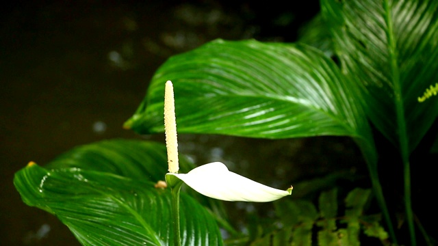 花园里的花视频素材