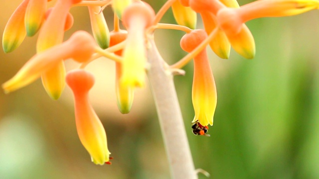 花园里的花视频素材