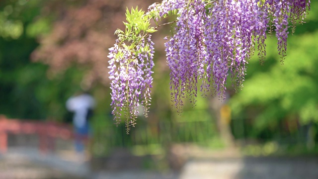 紫藤(wisteria sinensis)是紫藤属的木质、落叶、多年生攀缘藤本植物。视频素材