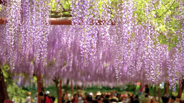 紫藤(wisteria sinensis)是紫藤属的木质、落叶、多年生攀缘藤本植物。视频素材