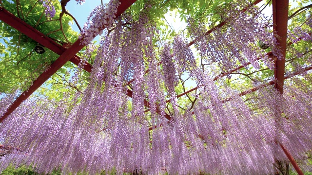 紫藤(wisteria sinensis)是紫藤属的木质、落叶、多年生攀缘藤本植物。视频素材