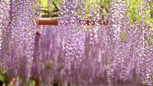 紫藤(wisteria sinensis)是紫藤属的木质、落叶、多年生攀缘藤本植物。视频素材