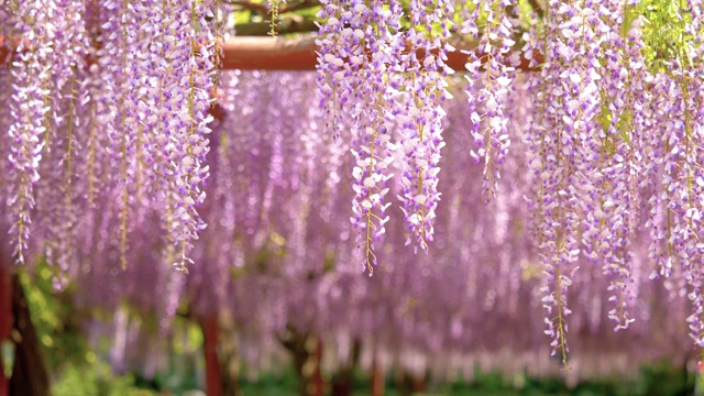 紫藤(wisteria sinensis)是紫藤属的木质、落叶、多年生攀缘藤本植物。视频素材