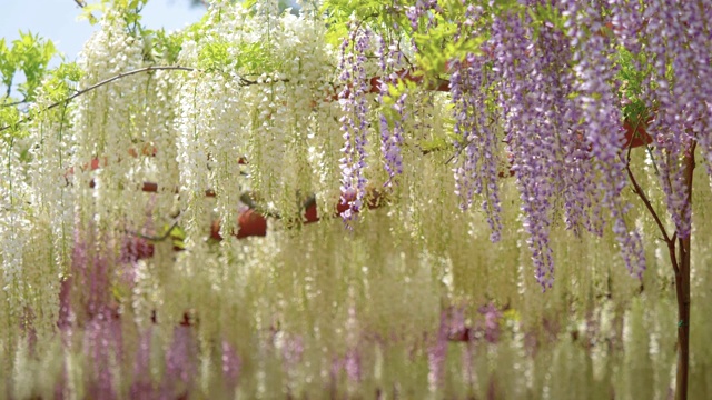 紫藤(wisteria sinensis)是紫藤属的木质、落叶、多年生攀缘藤本植物。视频素材