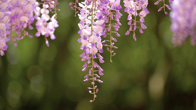 紫藤(wisteria sinensis)是紫藤属的木质、落叶、多年生攀缘藤本植物。视频素材