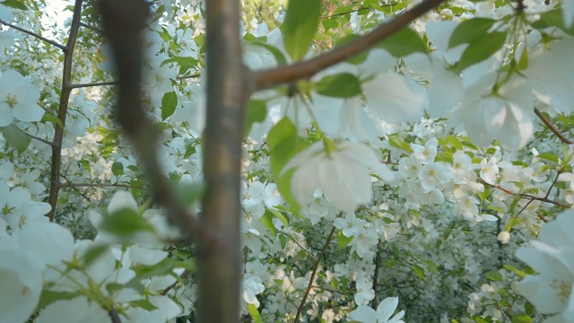 春天的苹果花。视频素材