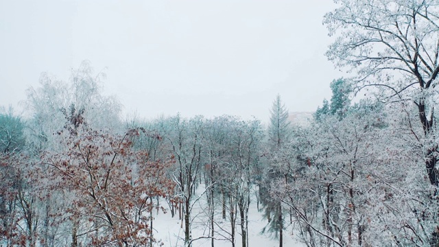 公园里美丽的树木和一场雪映衬着模糊的城市建筑。视频素材