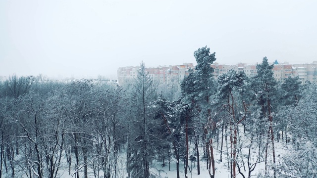 冬日公园里白雪覆盖的白树映衬着城市里的现代建筑。视频素材