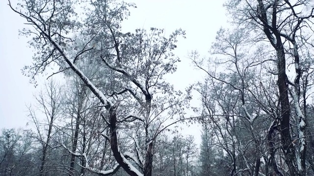 冬天，森林里美丽的树木被雪覆盖。视频素材