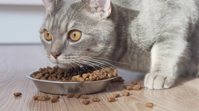 苏格兰直猫来到他的银碗前，吃着干粮视频素材