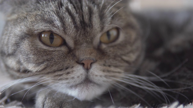 苏格兰折叠猫躺在棕色的地毯上，向前看的特写镜头视频素材