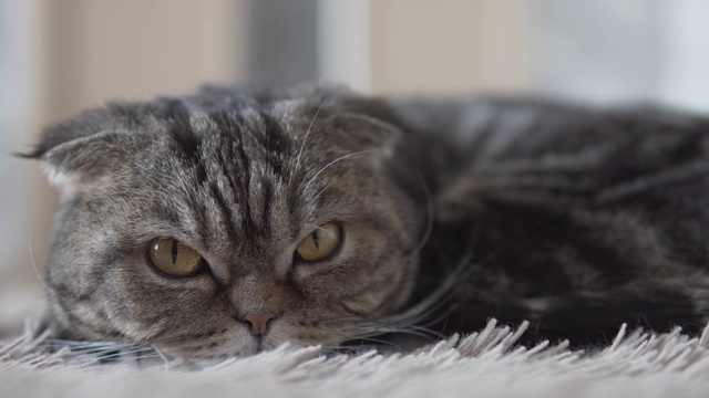 苏格兰折叠猫躺在棕色的地毯上，向前看的特写镜头视频素材