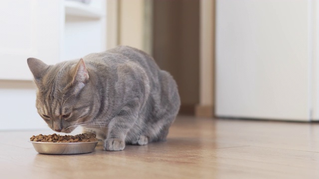 苏格兰直猫来到他的银碗前，吃着干粮视频素材