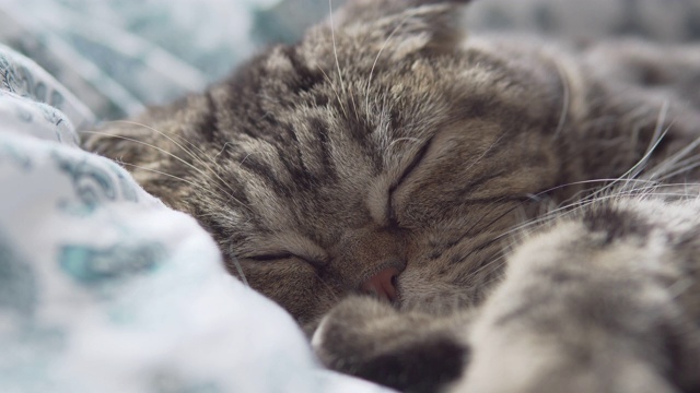 苏格兰折猫睡在白色毯子上的特写镜头视频素材