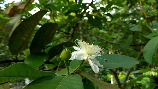 无刺蜜蜂采集番石榴花的花粉视频素材