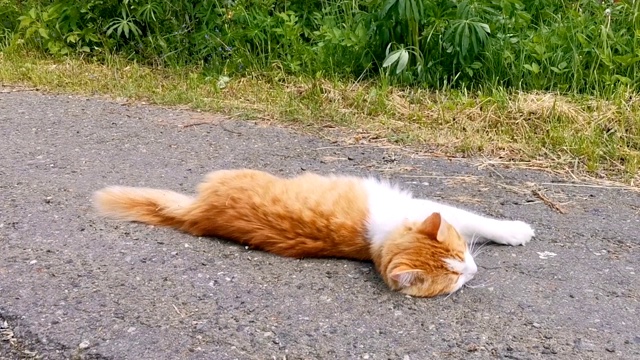 红色和白色的猫躺和滚在他的背在路上。视频素材