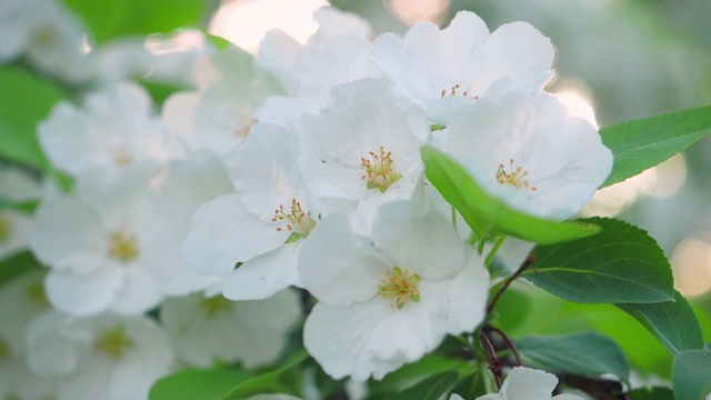 春天的苹果花。视频素材