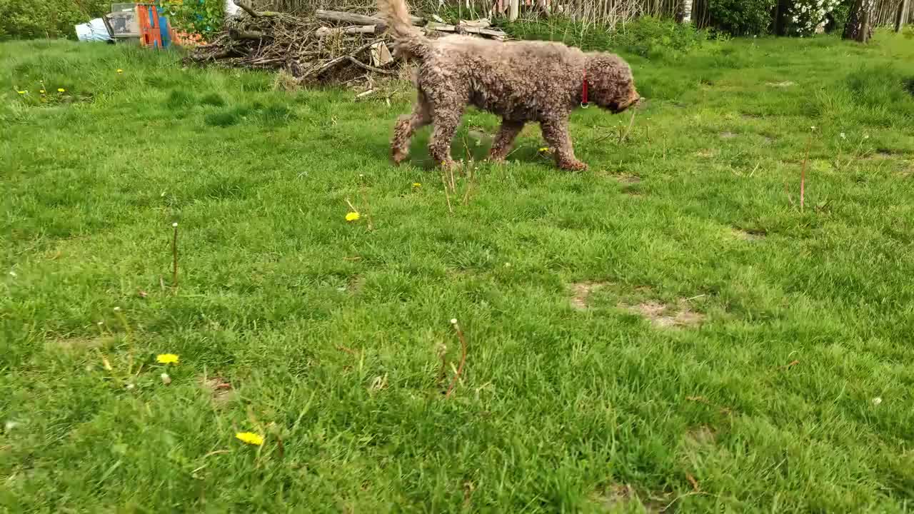 拉布拉多犬在花园里玩耍和散步视频素材