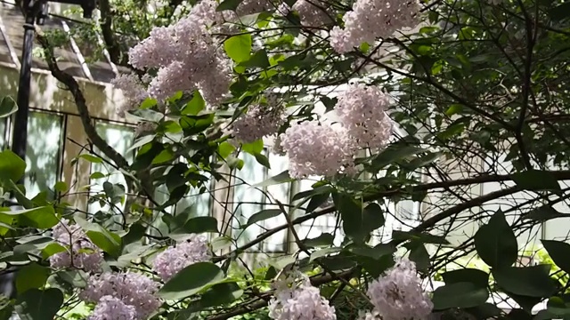 阳光灿烂的日子里花园视频素材画面1