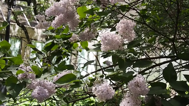 阳光灿烂的日子里花园视频素材画面2