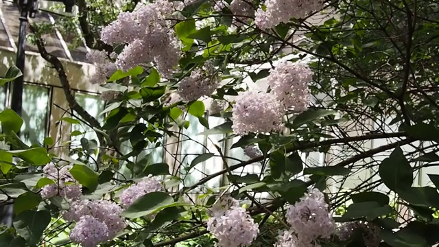 阳光灿烂的日子里花园视频素材画面3