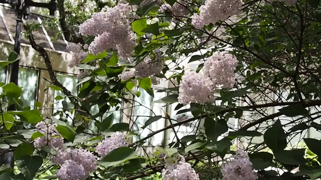 阳光灿烂的日子里花园视频素材画面4